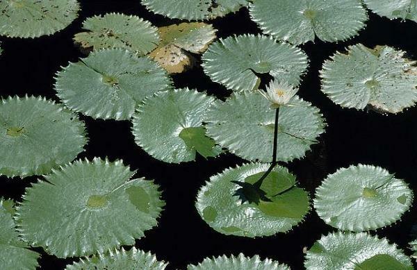 Nymphaea ampla | Dotleaf Waterlily | White Lotus | White Water Lily | 10 Seeds