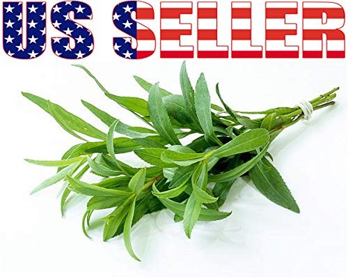 1000 Mixed Herb Seeds Heirloom Non GMO 12 Varieties This is a Mix, Thyme Oreg…