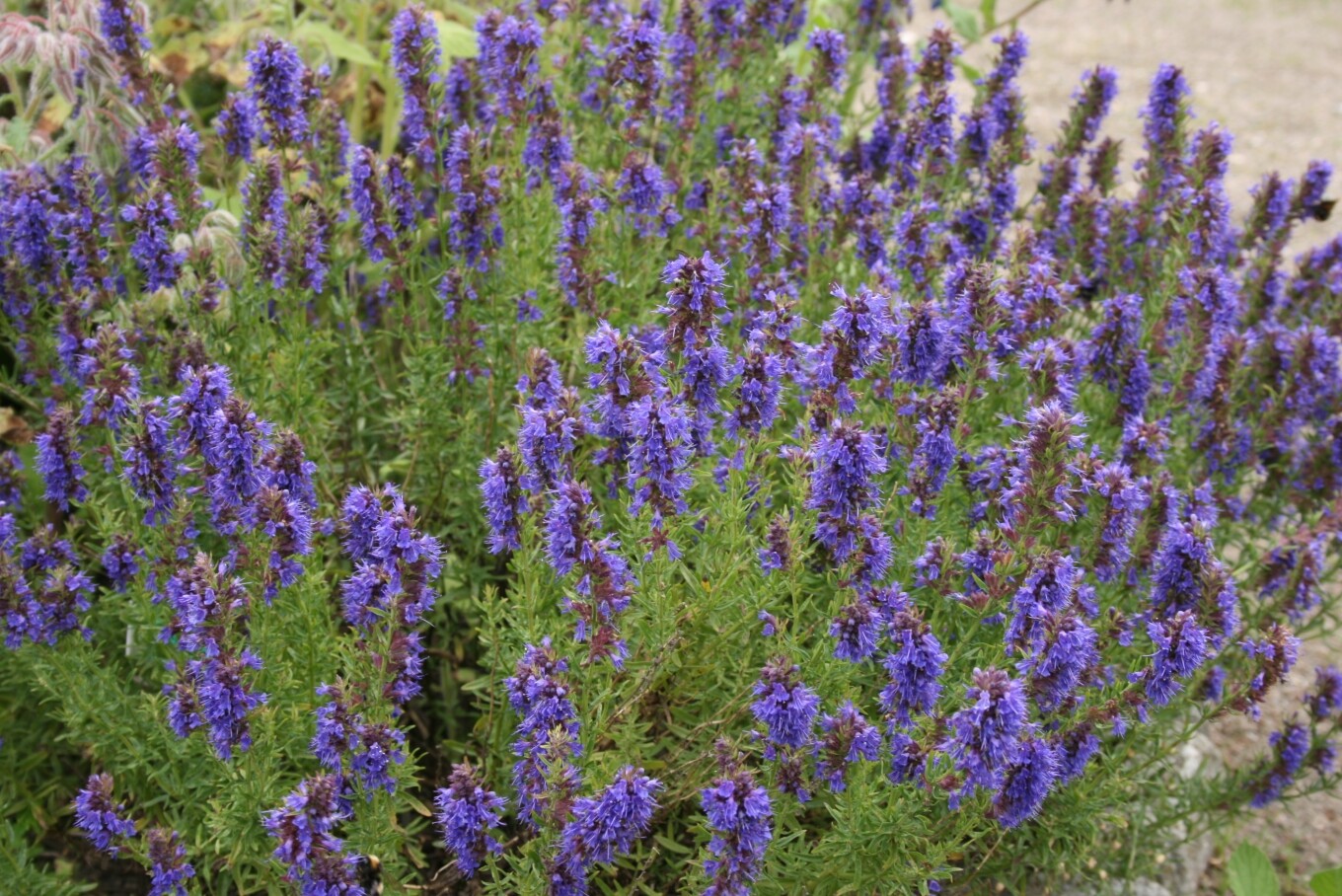 1500 Hyssop Hyssopus officinalis Seeds ~ Non-GMO Heirloom Culinary and Medicinal