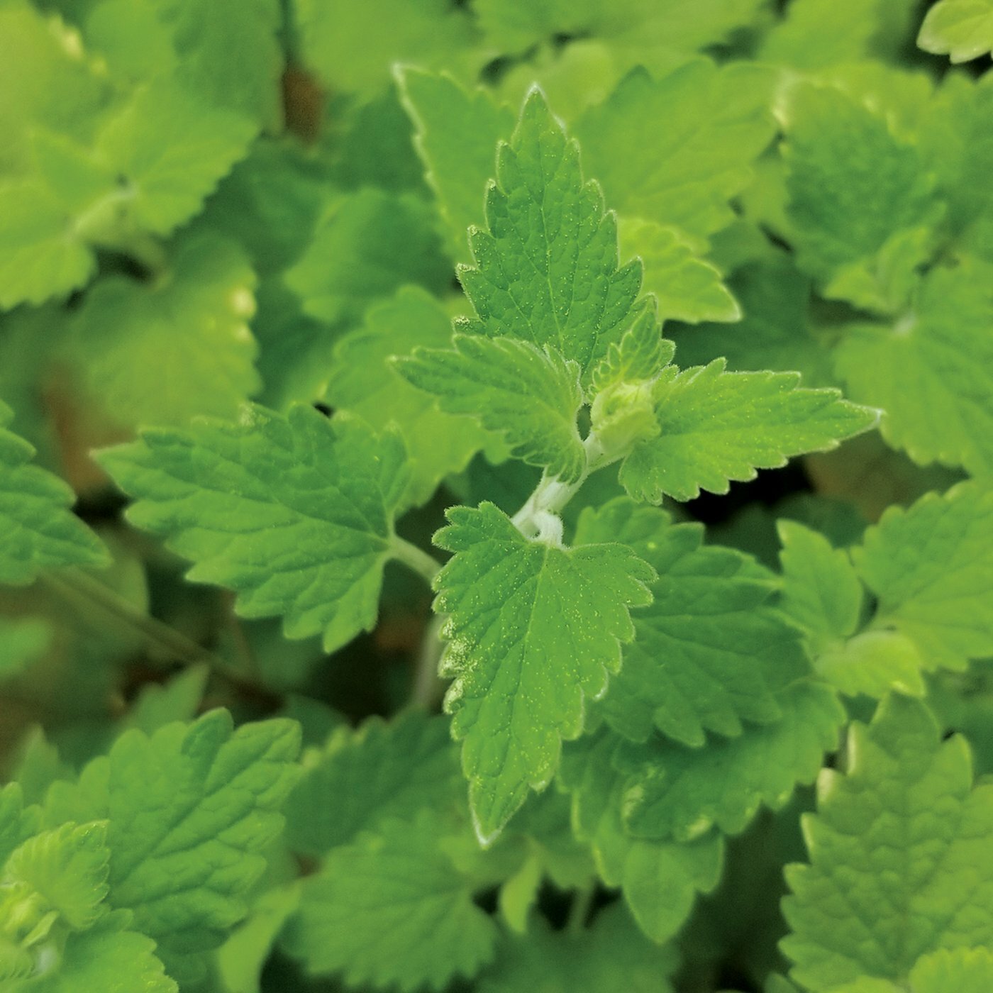 500+ Catnip Seed, Heirloom NON-GM, Fresh Seeds, A Favorite of Your Furry Friends