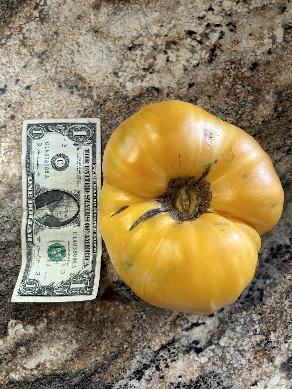 Non-GMO Self Harvested Seeds Bundle of 32 No Spray! See Details! Free Shipping!