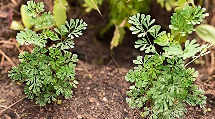Rue 150 Seeds (Ruta Graveolens) Heirloom – Non GMO – Open Pollinated