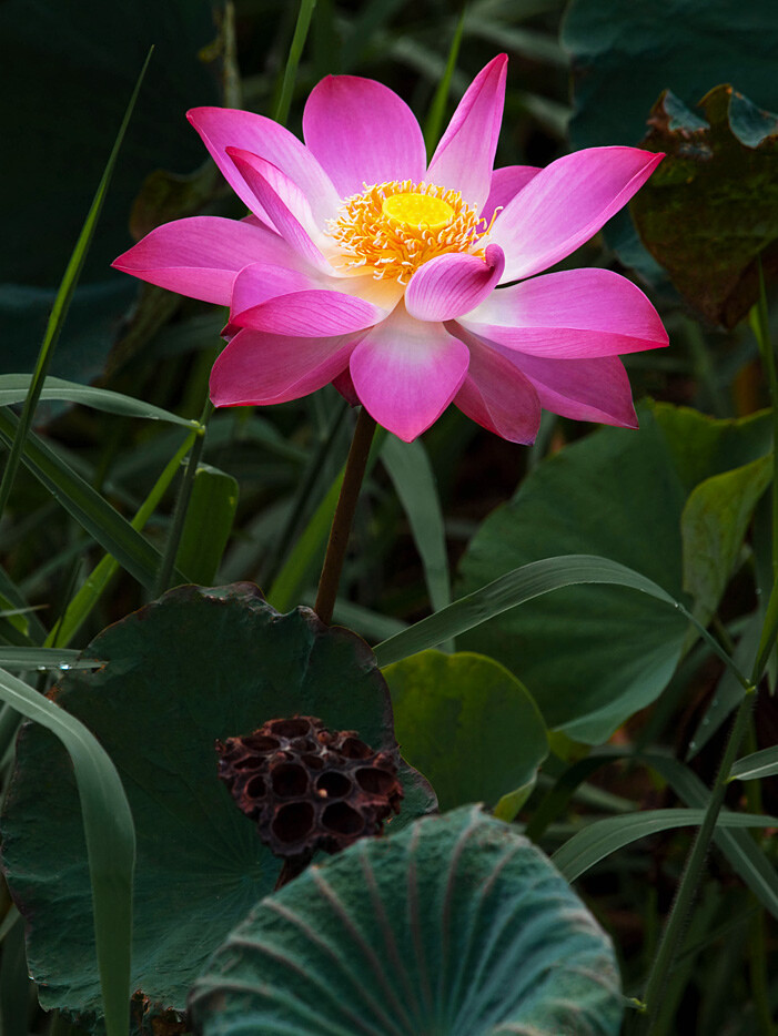 Nelumbo Nucifera, Fun Aquatic Pink Lotus 5 Seeds, Container Pond Plants From USA