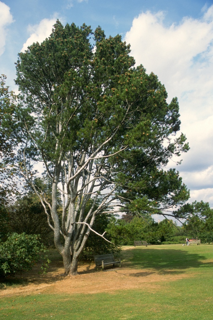 Lacebark Pine, Pinus bungeana, Tree Seeds (Showy Hardy Evergreen, Bonsai)