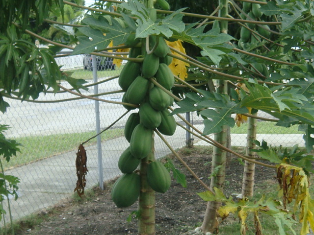 45 SEEDS ORGANIC VEGETABLE EXOTIC TROPICAL FRUIT CARICA PAPAYA GARDEN