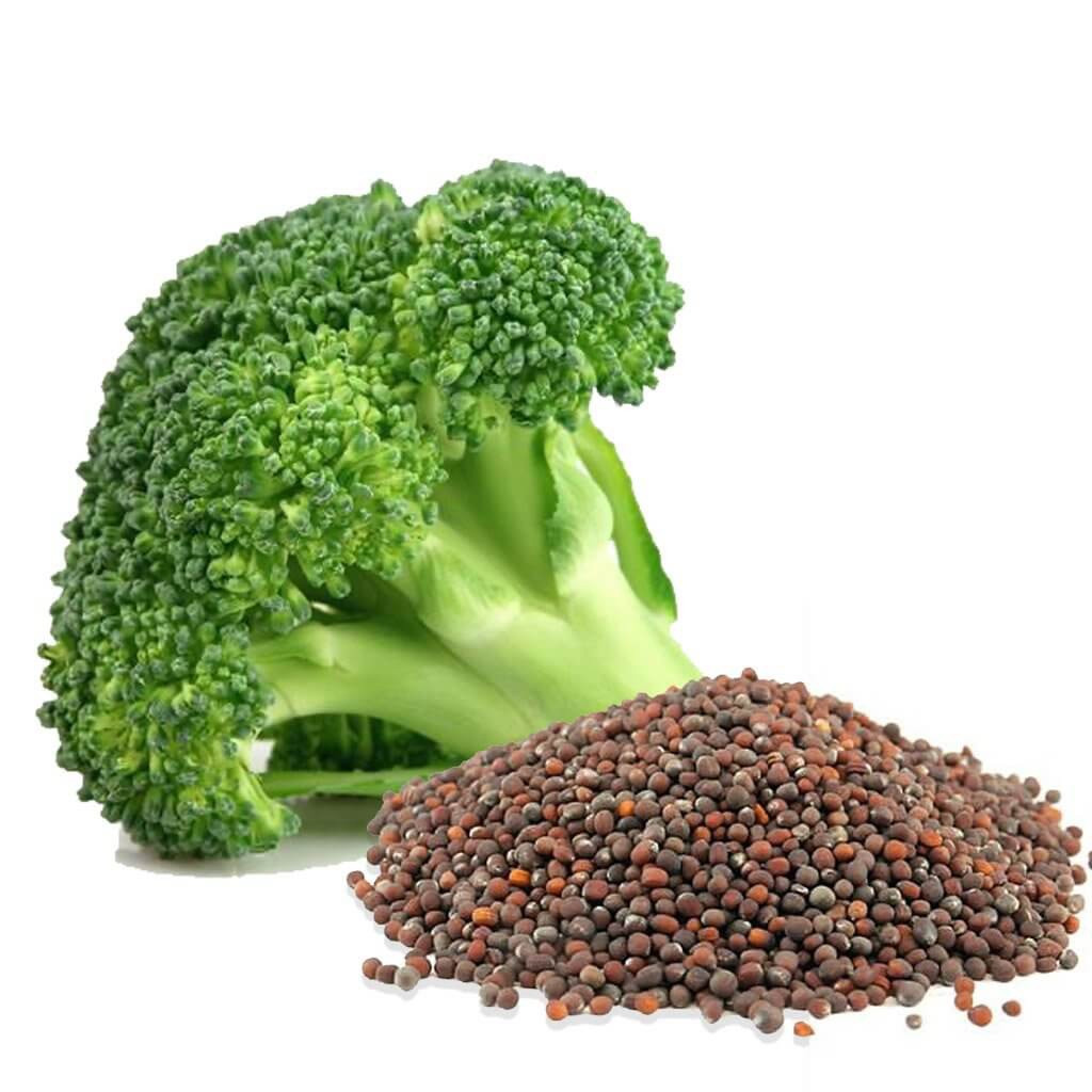 Organic Non-GMO Broccoli Seeds Sprouting Sprouts Microgreens of Pure*NEW*