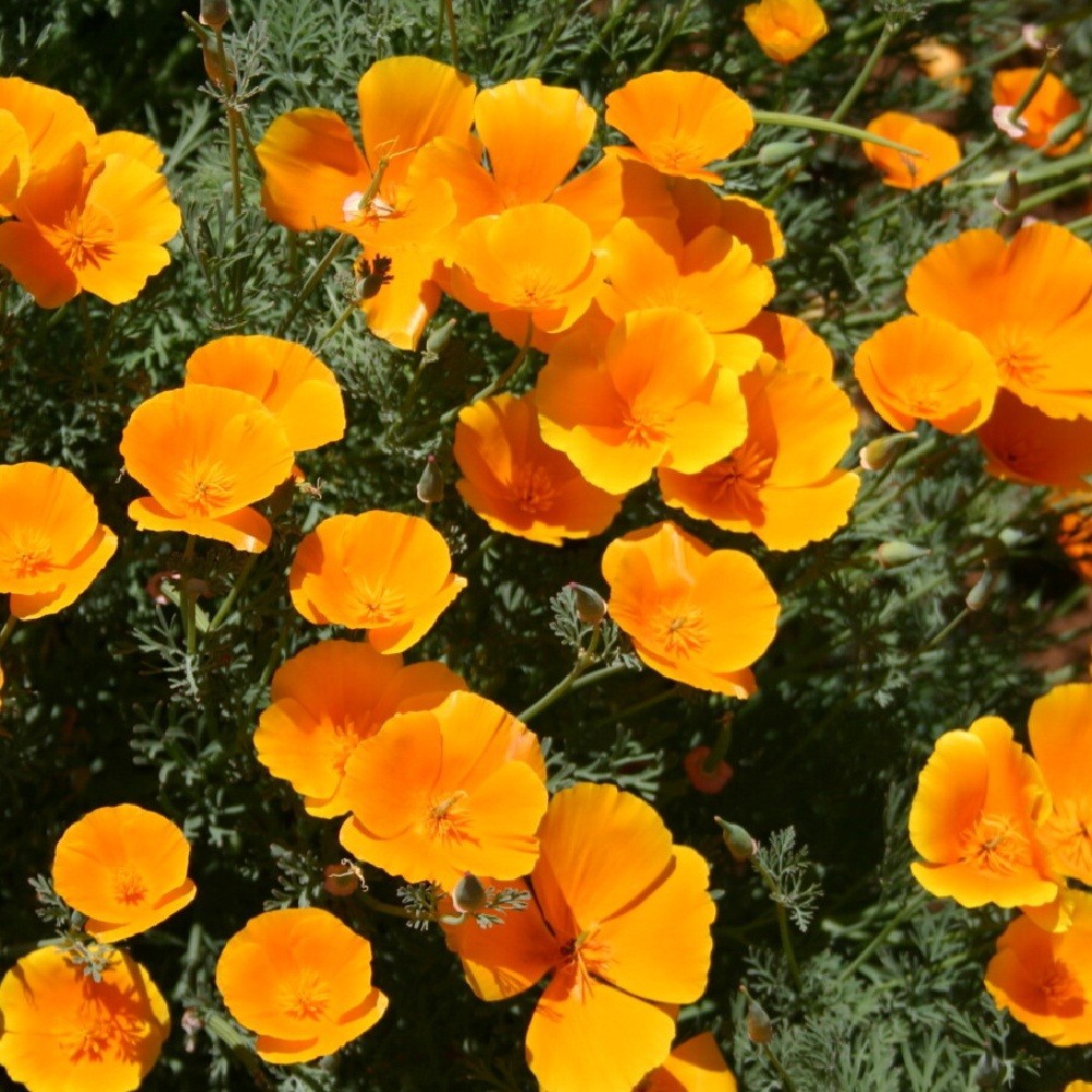 2,000 Orange California Californica Eschscholzia Poppy Flower Seeds For Planting