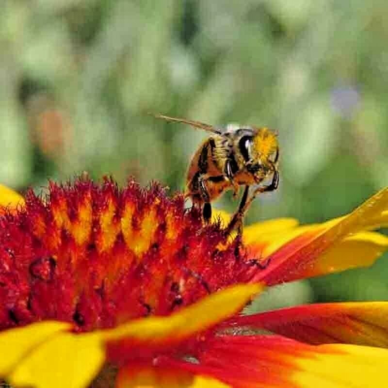 🌼 200+ BLANKET FLOWERS HUMMINGBIRD MIX SEEDS | PERENNIAL SUNFLOWER | AUTUMN
