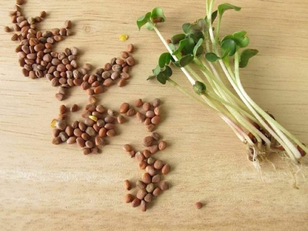 Daikon Radish -“COOL BEANS n SPROUTS” Brand, Radish Daikon Sprouting Seeds.