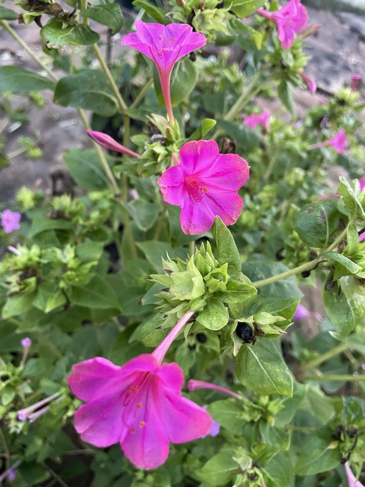 Four O’Clock ROSE Flowers Perennial NonGMO Hummingbirds Love 30 Seeds