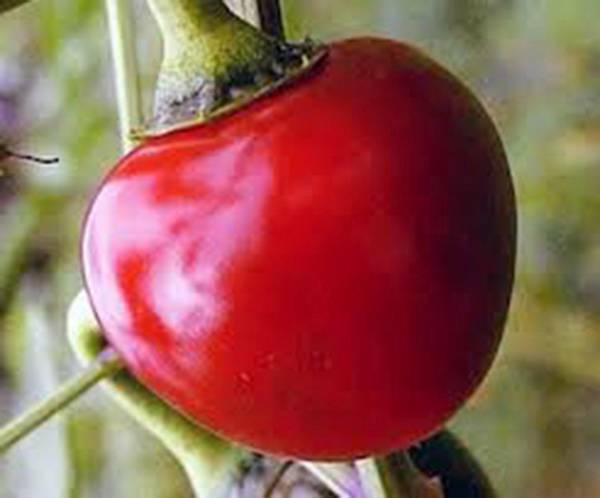 PEPPER SEED, LARGE HOT CHERRY, HEIRLOOM, NONGMO, 20+ SEEDS, HOT PEPPER