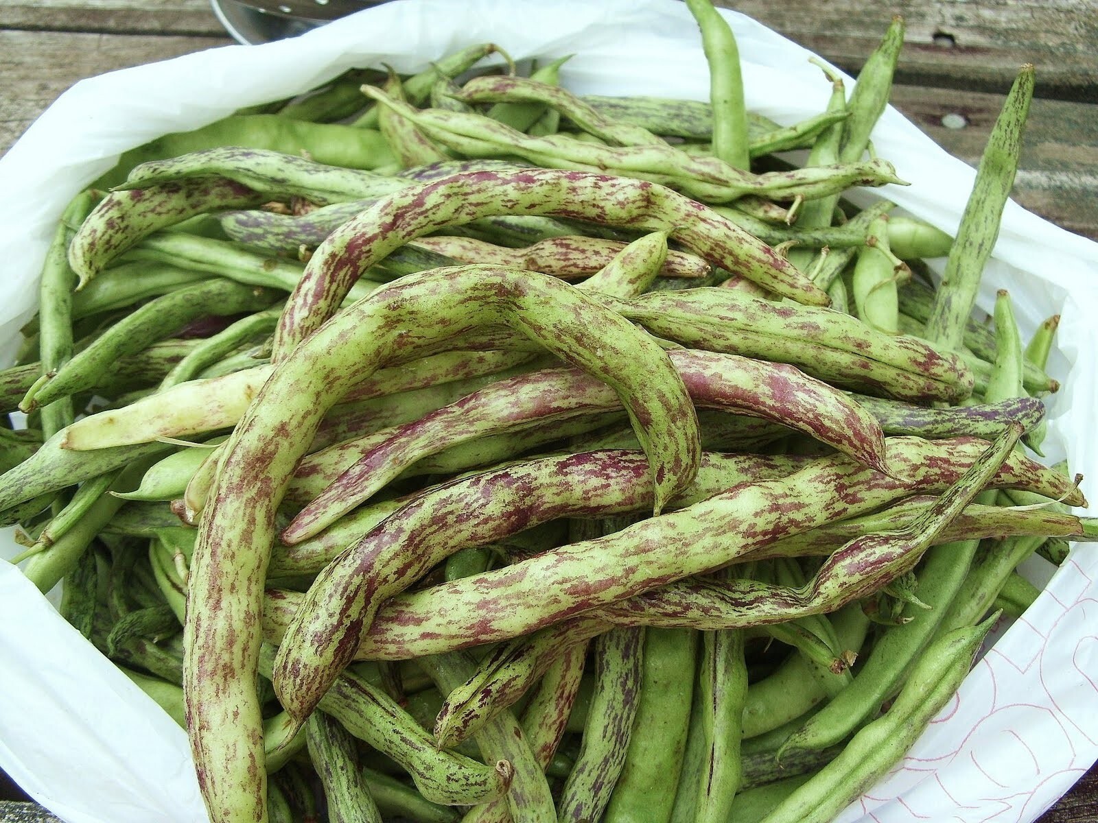 Beans, Heirloom Rattle Snake Pole , 1/2 Pound Non-Gmo, Organic Amish Seeds.