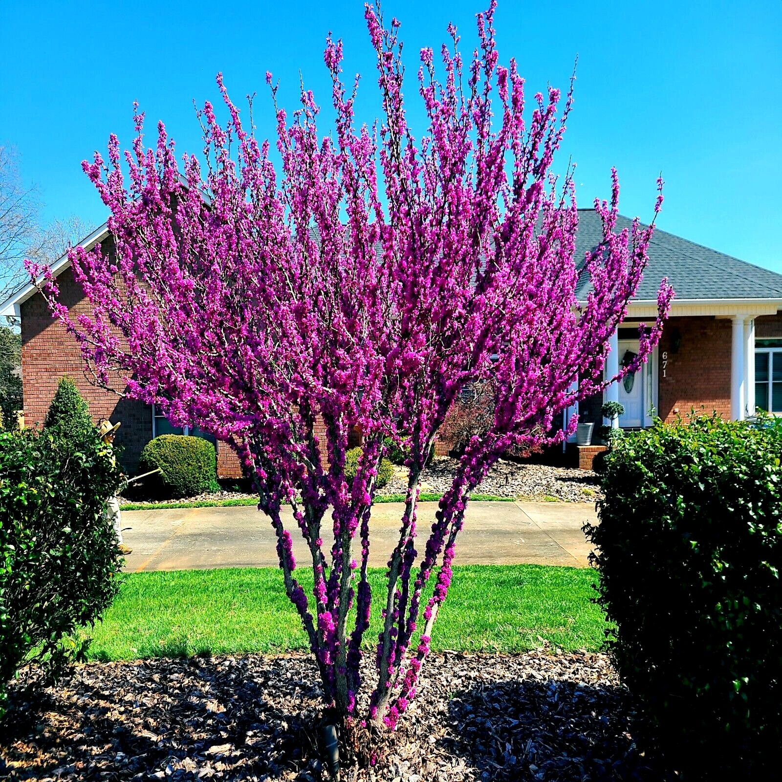 Judas Tree Seeds (Cercis siliquastrum) Mediterranean Redbud Plant Fast Hardy-4