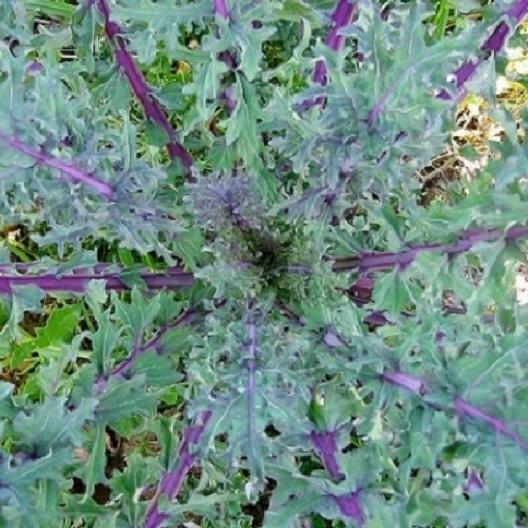 1000 RED RUSSIAN KALE SEEDS Brassica napus var. pabularia Free Shipping Non-GMO
