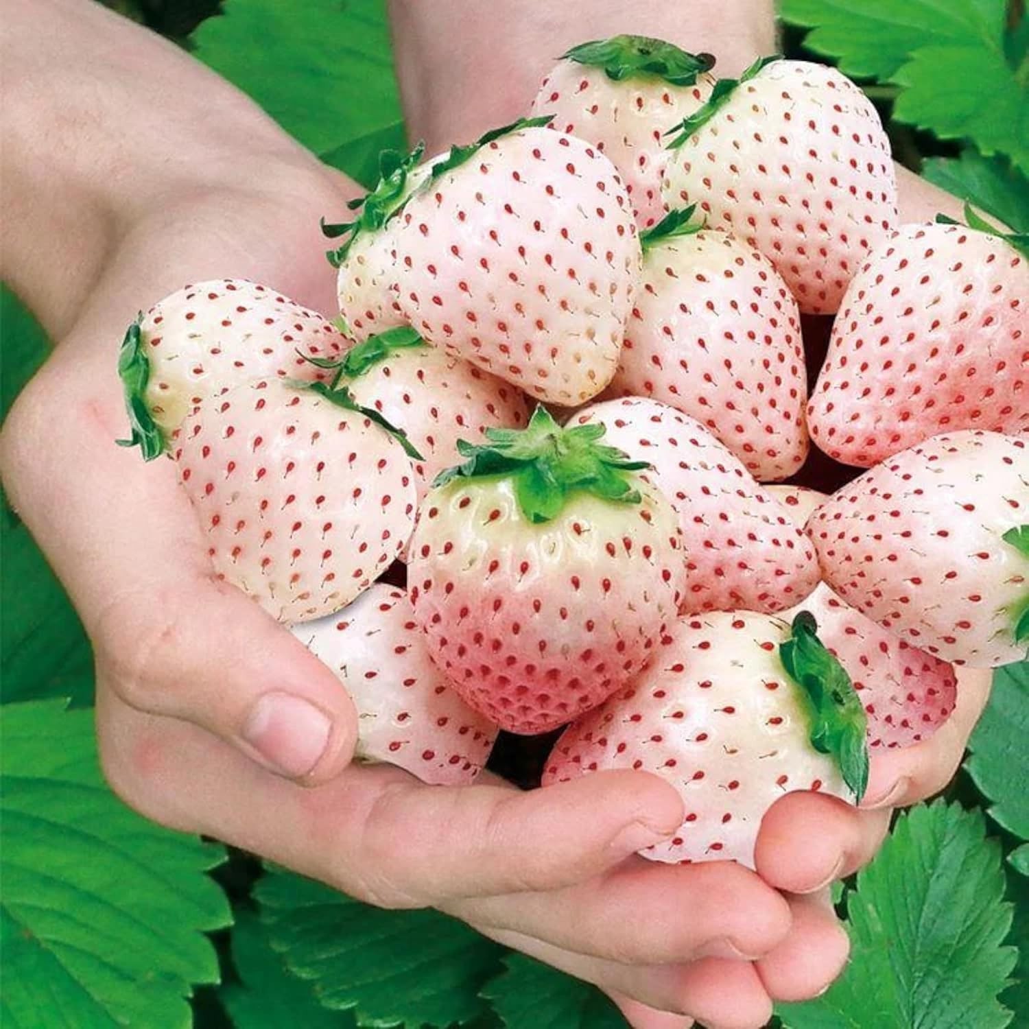 Perennial White Strawberry Seeds – 200 Non-GMO, Thrives in Varied Climates