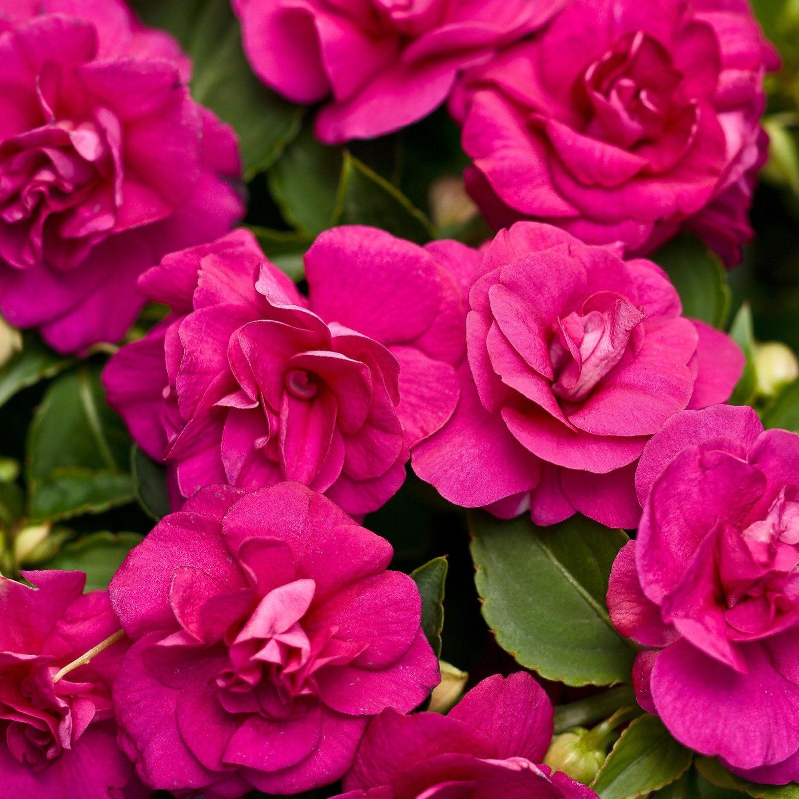 Impatiens Mixed Seeds 500+ for Planting Outdoor – Shade Tolerant Flowers