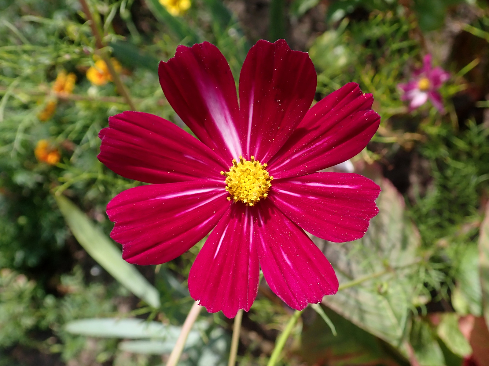 5,000 COSMOS BIPINNATUS Seeds (Dazzler Cosmos) BULK | Free shipping