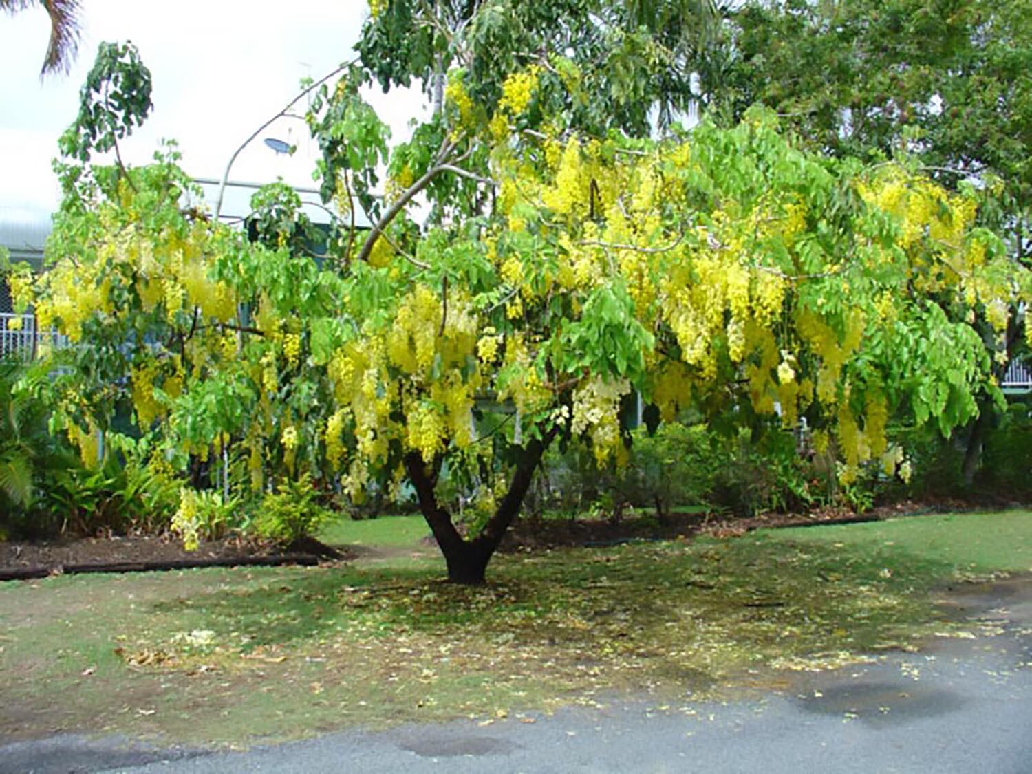 Lovely Golden Chain Tree, Laburnum anagyroides, Seeds (Showy, Hedge, Pergola)
