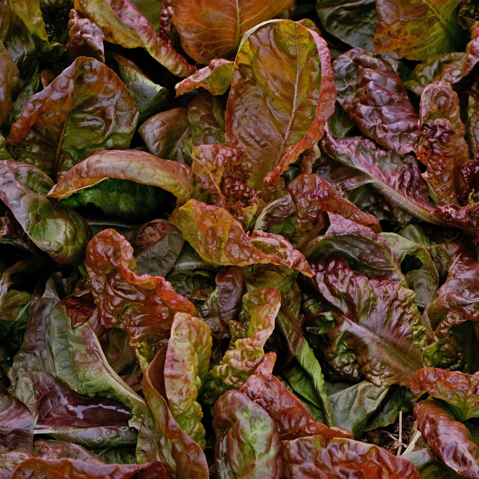Lettuce Seeds, Cimarron Red Romaine, Non-GMO, Crisp Leaves, Free Shipping