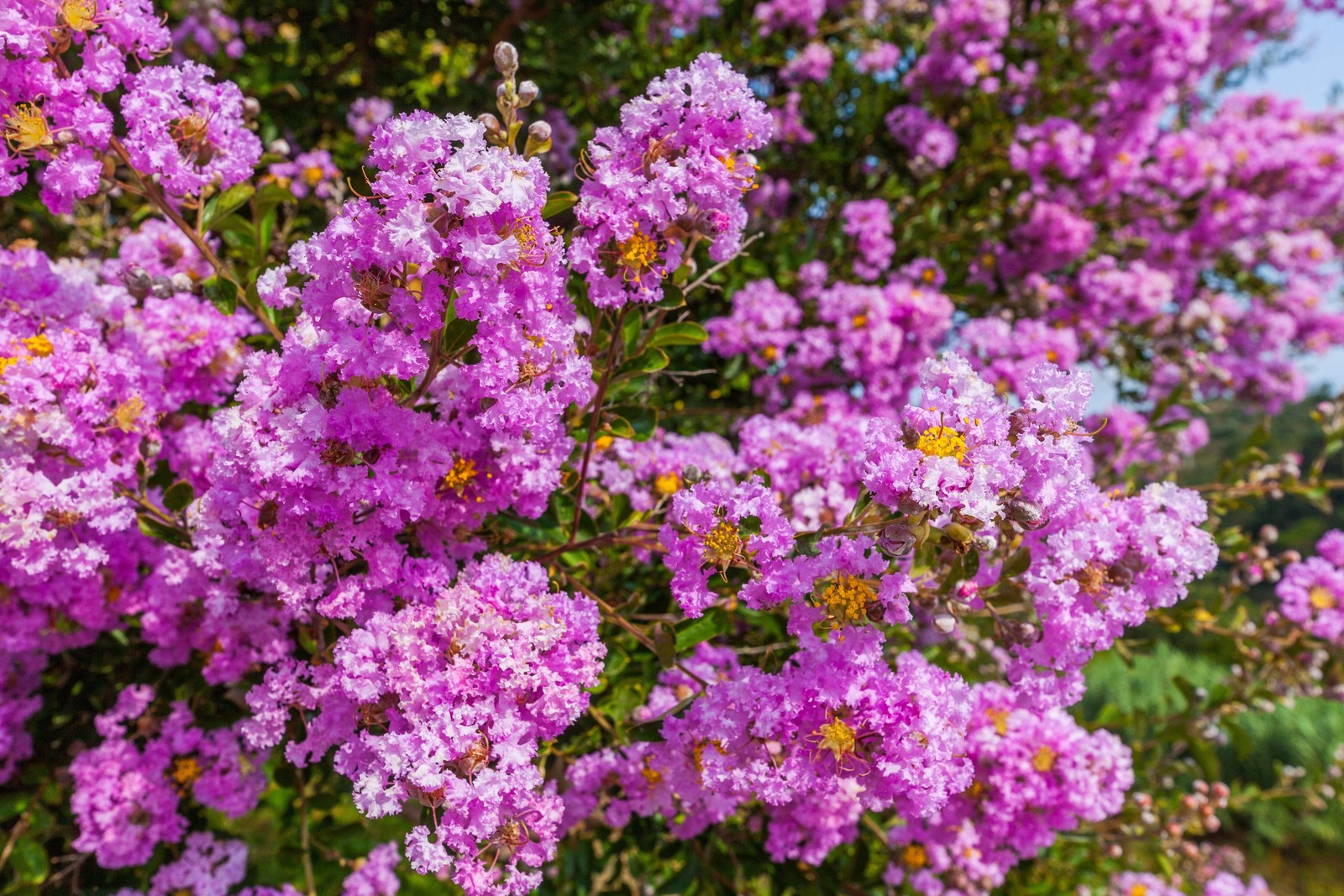 1000 Bulk CREPE MYRTLE Mixed Colors Lagerstroemia Indica Tree Shrub Flower Seeds