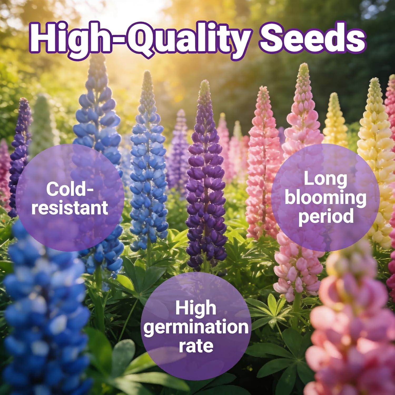 Lupine Seeds for Planting – 300 Heirloom Perennial Flower Seeds, Cold-Resistant