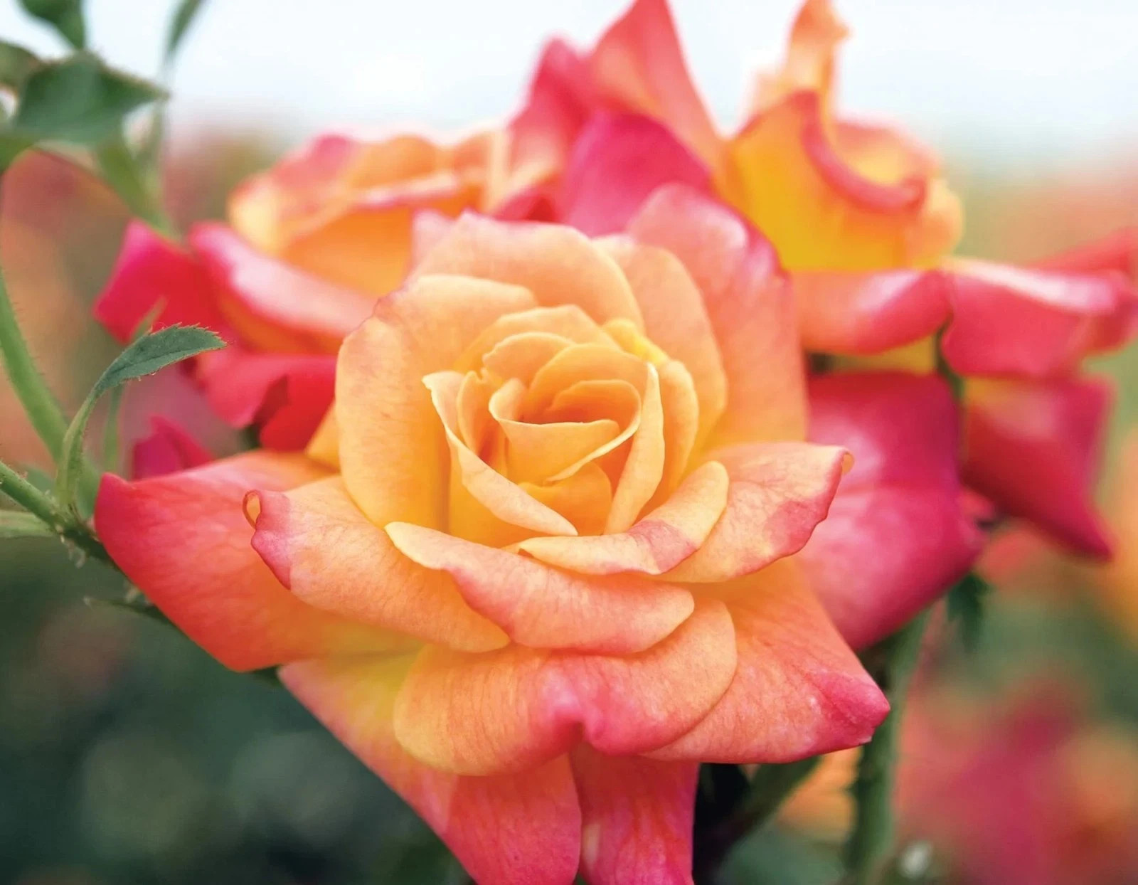 Joesphs Coat Climbing Rose Seeds- 50 or 100 Seeds.USA Seller- Free Shipping