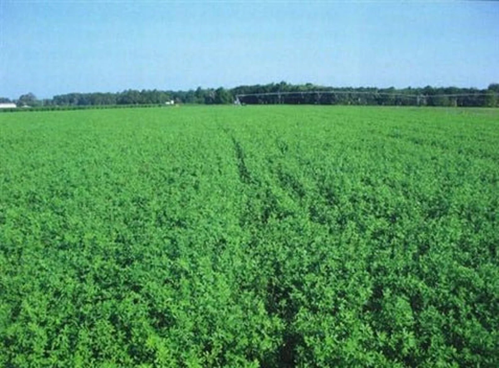 Bulldog 805 Alfalfa Seed