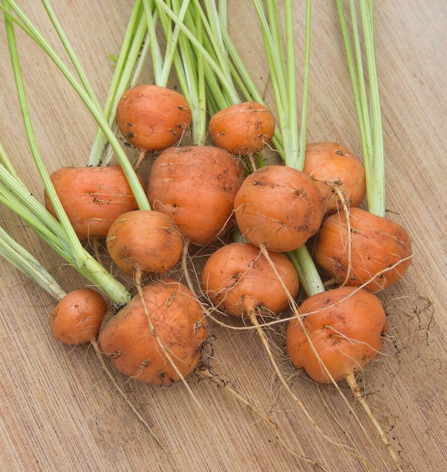401+PARISIAN Round CARROT Seeds French Heirloom Vegetable Garden Container Easy