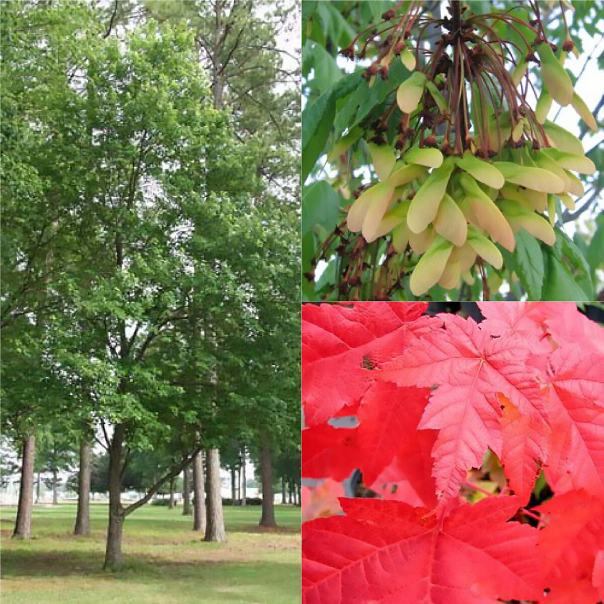 Red Maple, Acer rubrum, (Northern Source) Tree Seeds (Fast, Fall Colors)