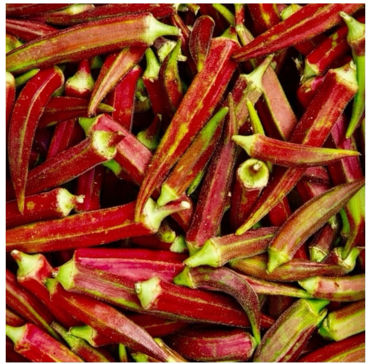 75+Red Burgundy Okra Seeds Abelmoschus esculentus Non GMO Organic okra 5 Grams