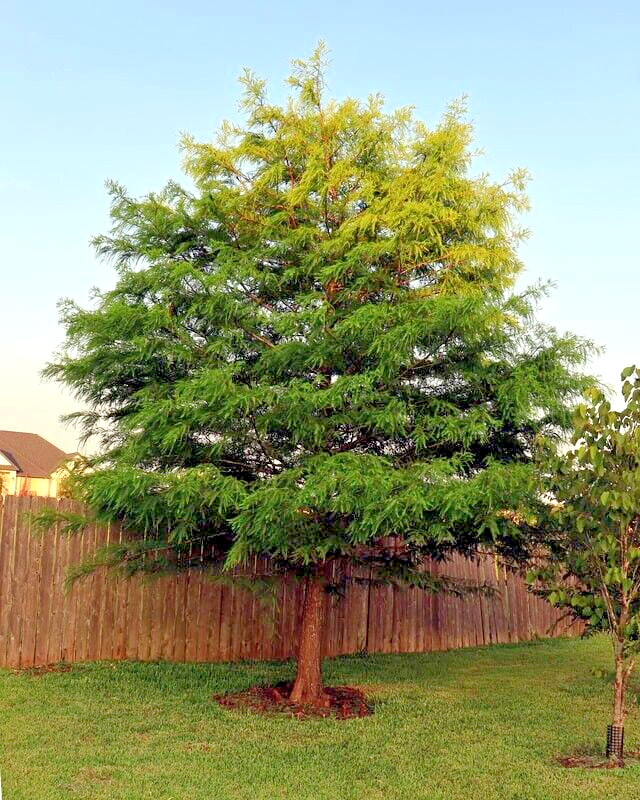 Montezuma Bald Marsh Cypress Tree Seeds (Taxodium mucronatum) Fast, Bonsai, Rare