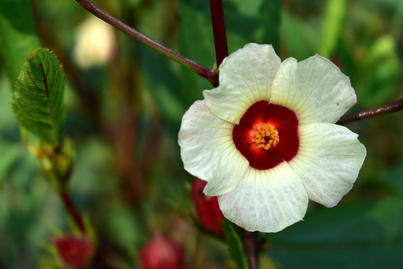 50 ROSELLE HIBISCUS Sabdariffa Rosella Fruit Flower Seeds *Flat S/H