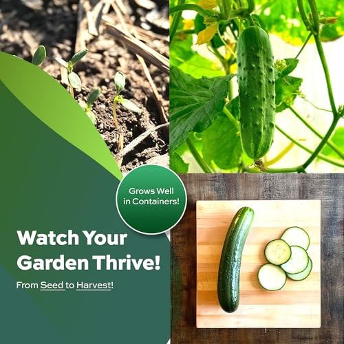 Seeds – Heirloom Non-GMO USA Grown – Compact Bush Variety Spacemaster Cucumber