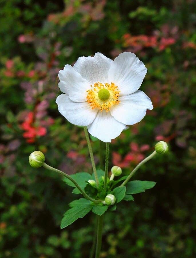 White Japanese Anemone Seeds ~ Anemone Hupehensis ~ Thimbleflower ~ Wildflowers