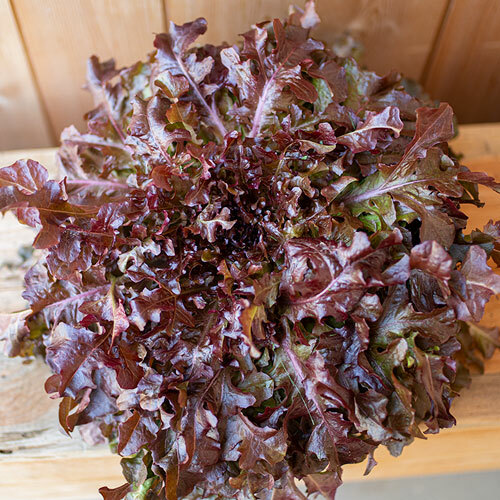 1000 RED SALAD BOWL LETTUCE SEEDS ~ 2026 ~ heirloomseedguy ~ USA