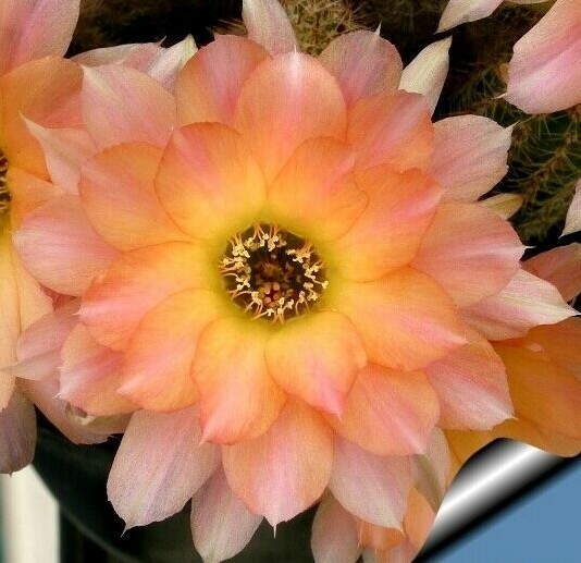 Chamaelobivia (Peanut Cactus) “Perla Di Verona” Cactus Seeds (100 Seeds)