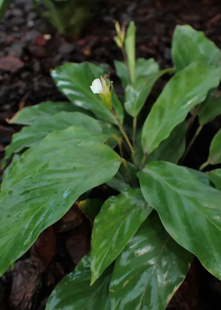 25+ Micans Calathea Seeds for Garden Planting – USA – FREE SHIPPING!