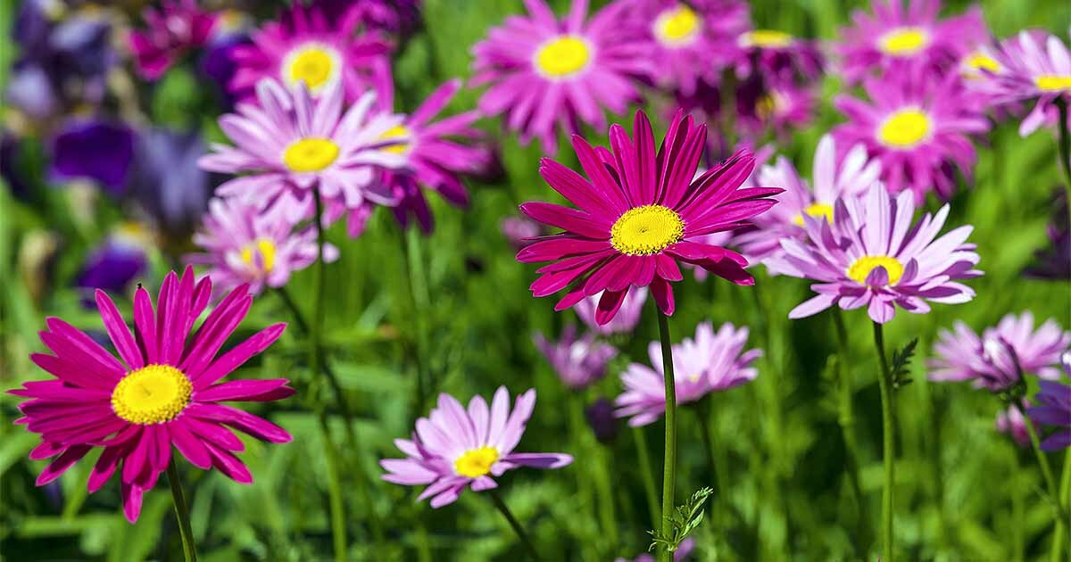 500 – PAINTED DAISY SEEDS COLORFUL FRESH FRESH HARVEST FOR 2024 GARDENS
