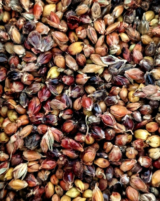 Broomcorn Seeds – Sorghum bicolor – Multi Color – .5 Ounce – Autumn Florals