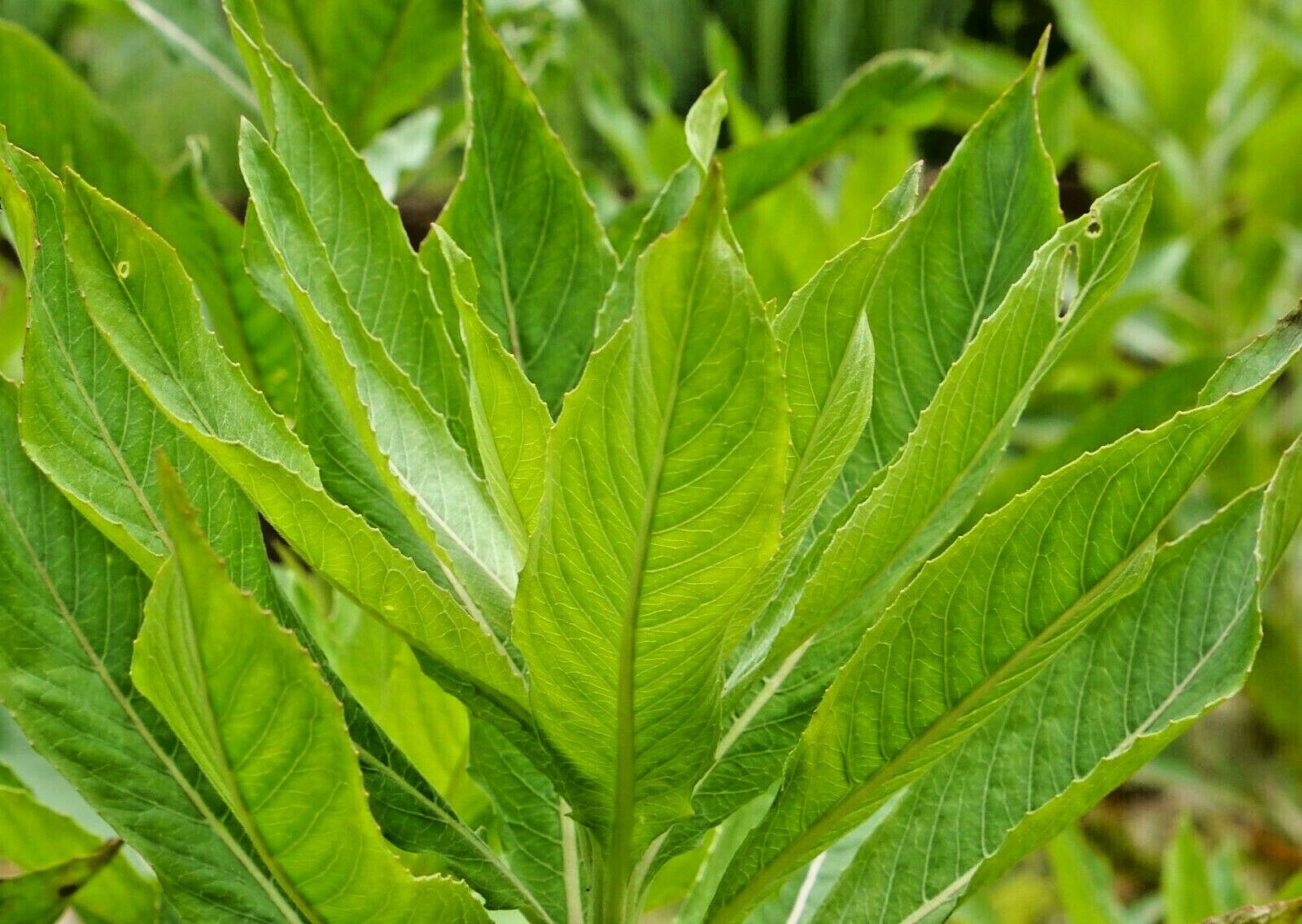 501+COMMON EVENING PRIMROSE Flower Seeds Annual Wildflower Garden Container Easy