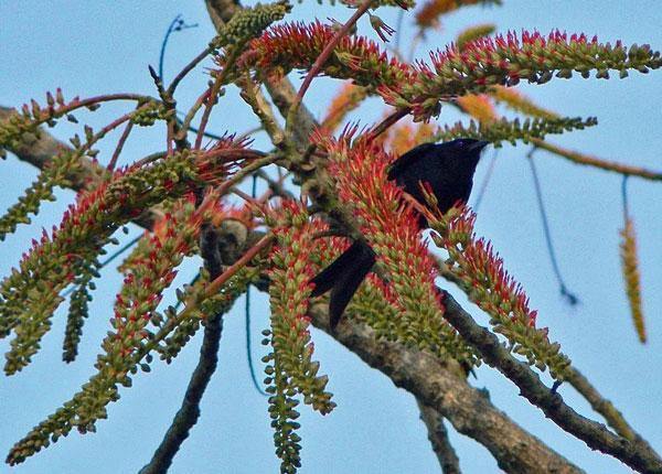 Acrocarpus fraxinifolius | Pink Cedar | Indian or Australian Ash | 10 Seeds