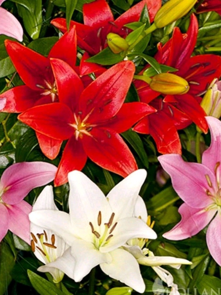 Lily Flower Bulbs 4 Asiatic Color Mix Lilies Garden Flowers Ready to Plant