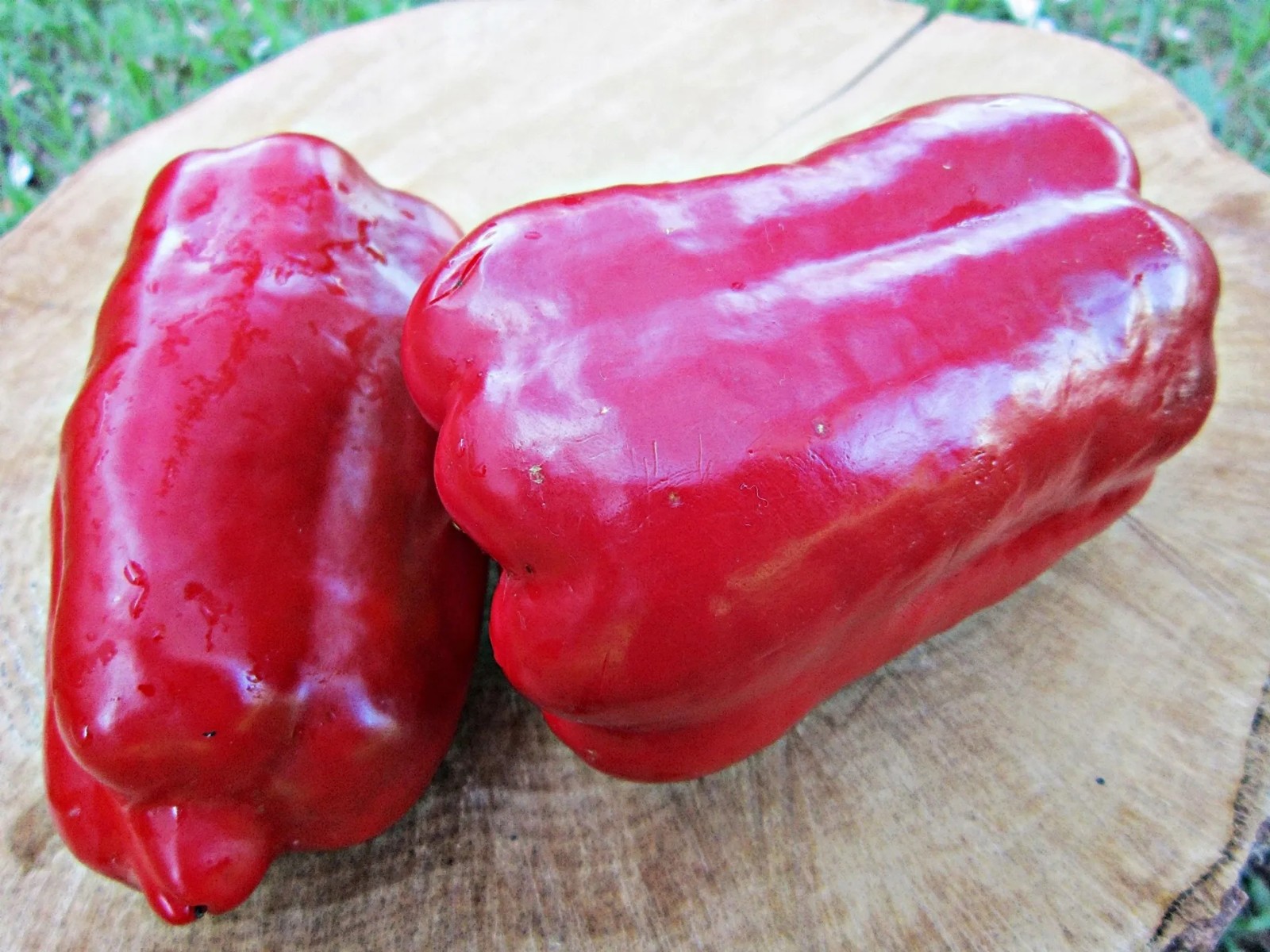 75 Gigantic Chinese Bell Pepper – HUGE 5-6 Inch 1/2LB Very Sweet Heirloom Pepper
