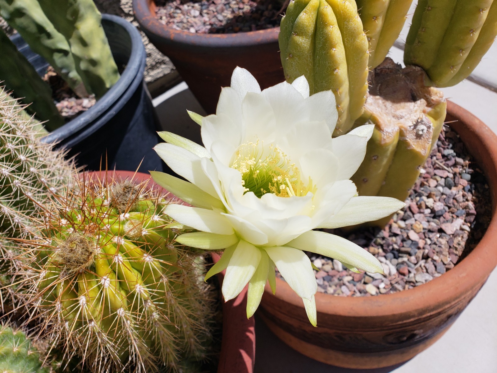 Echinopsis Grandiflorus Cactus Hybrid 50x Seeds *Beautiful Flowers*