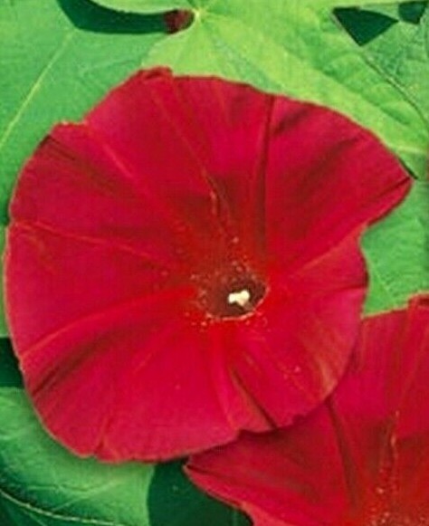 MORNING GLORY FLOWER SEEDS 30+ SCARLET O’ HARA climber vine ANNUAL FREE SHIPPING