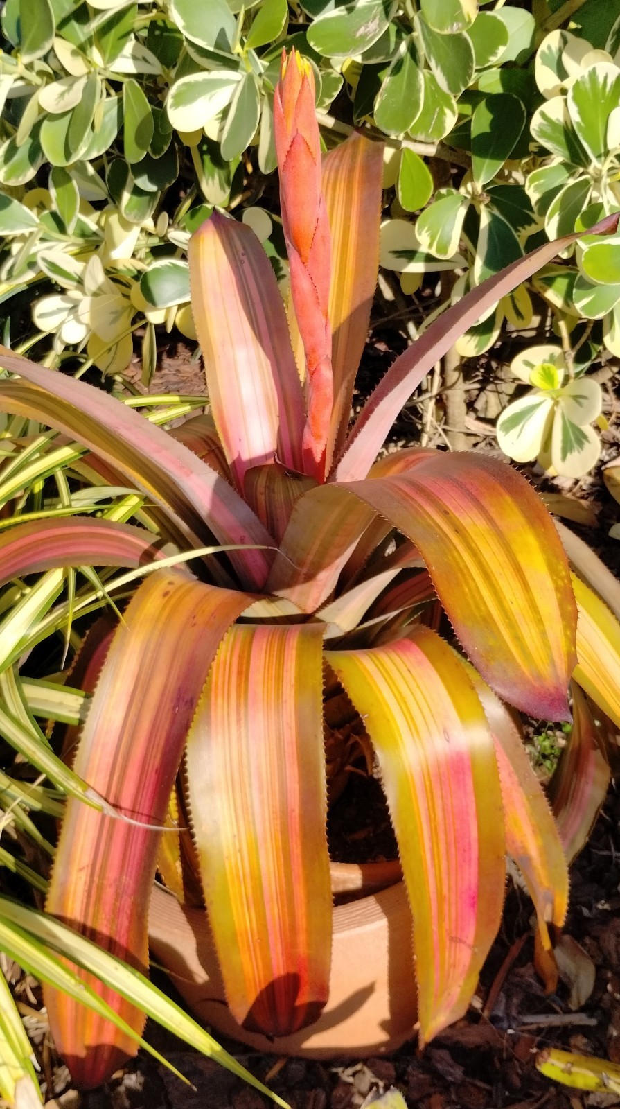 Aechmea Patricia’s Secret -Live Plant – Medium to Full Sun Bromeliad
