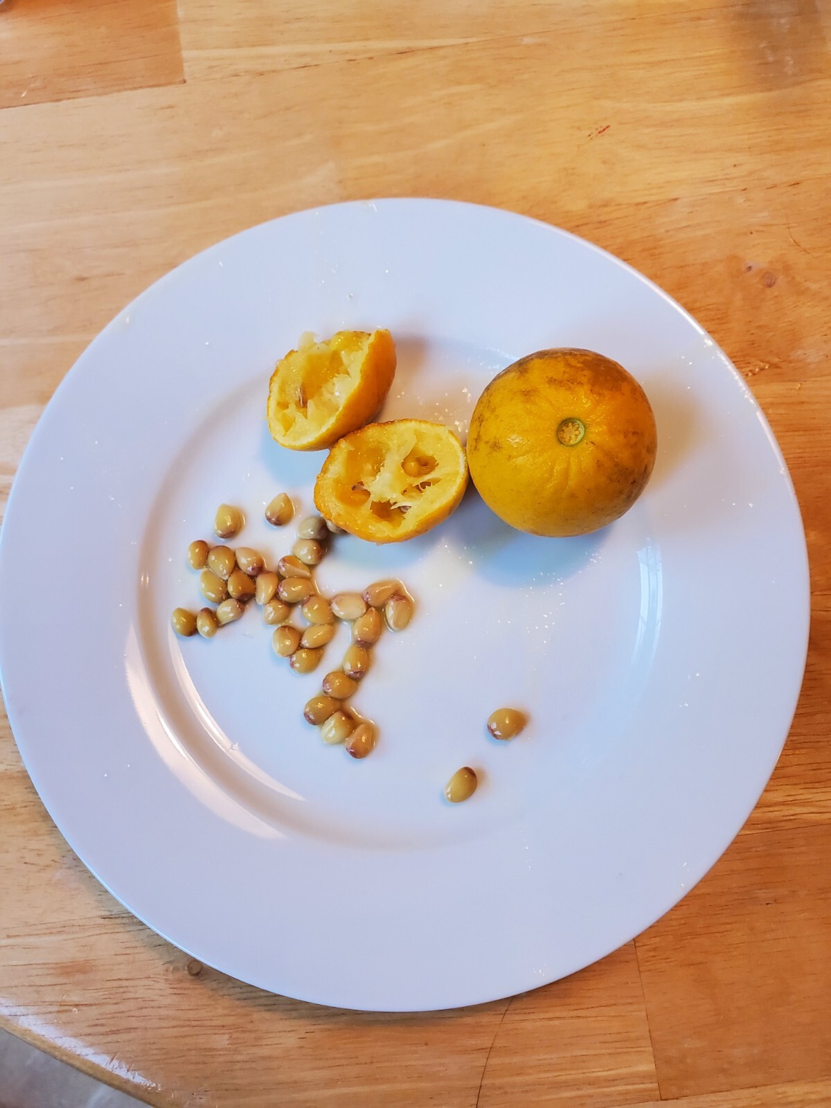 CLEARANCE SALE!! Poncirus Trifoliata Hardy Orange SEEDS 100+ Grow For Grafting🍊