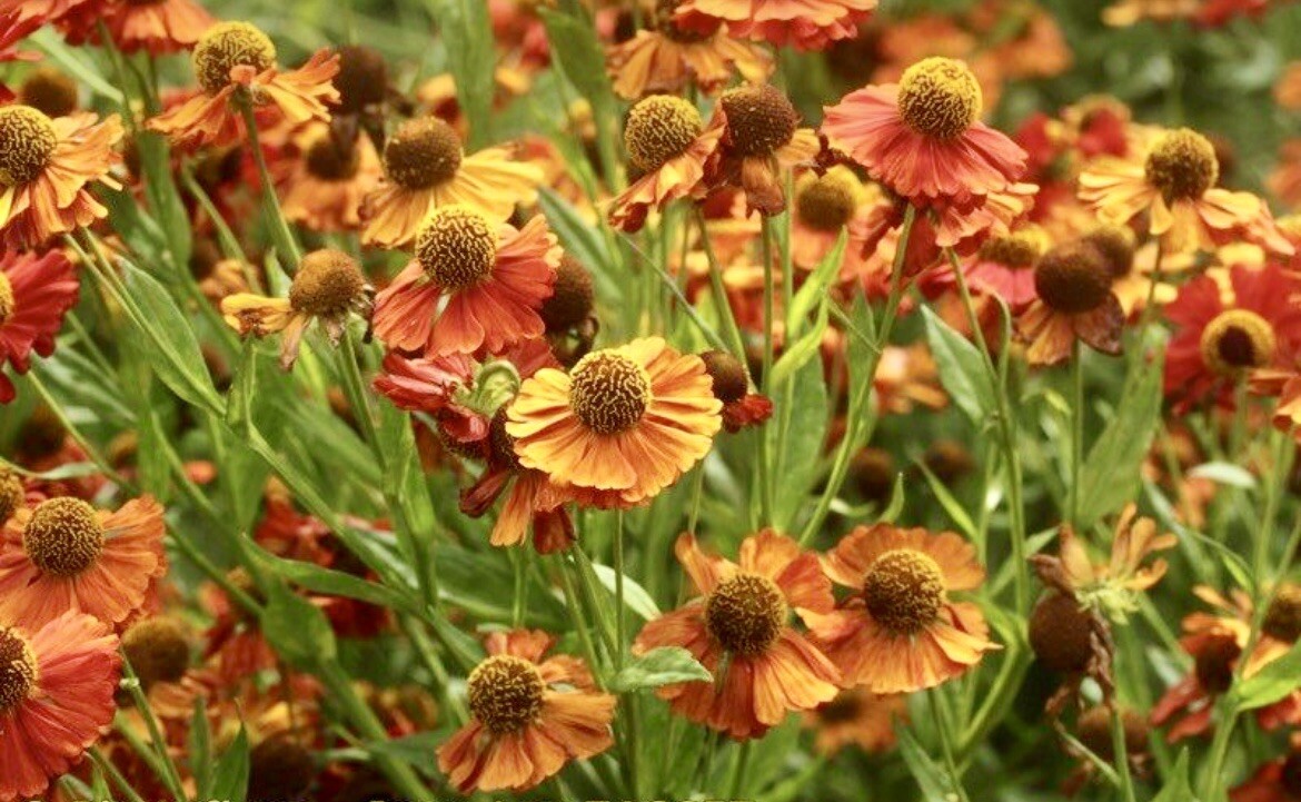 Helenium Autumnale, Large-Flowered Sneezeweed – 100 seeds 2024 – USA