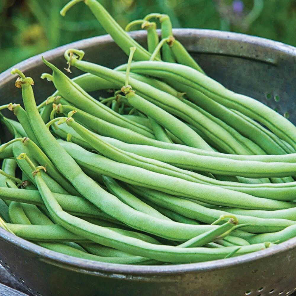 Top Crop Bush Green Bean Seeds, NON-GMO, Heirloom, Stringless, FREE SHIPPING