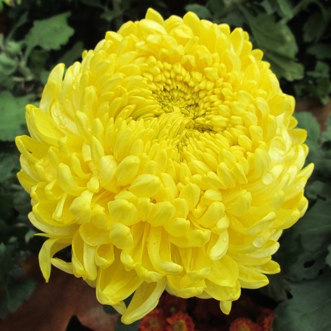 30 Double YELLOW PAEONY ASTER Peony Callistephus Flower Seeds *Combined Shipping